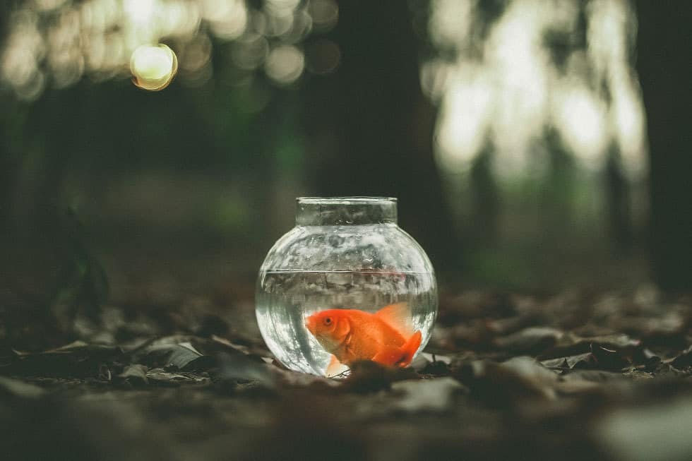 When life in ministry feels like living in a fishbowl